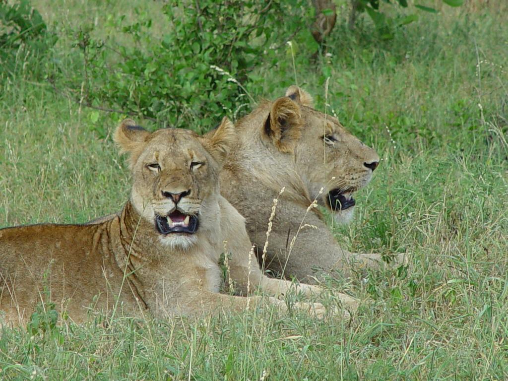 Grand Kruger And Guest house 4*