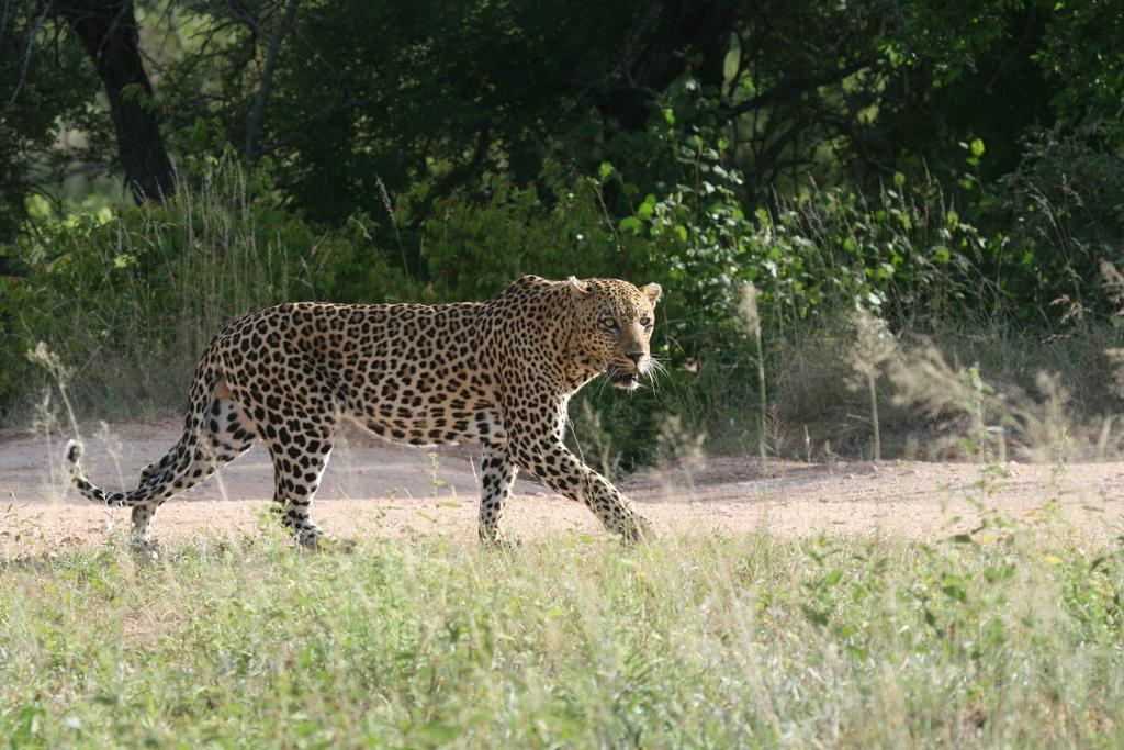 Grand Kruger And Guest house Marloth Park